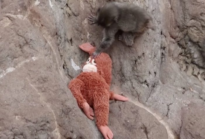 Filhote de macaco que comoveu a internet após adotar pelúcia é aceito por grupo em zoológico do Japão – Reprodução/Redes Sociais