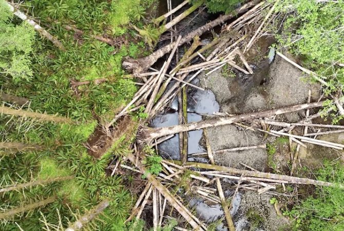 Helicópteros despejam milhares de troncos em rios isolados nos Estados Unidos para devolver habitats a salmões; entenda