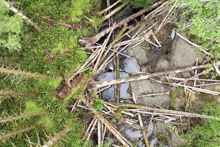 Helicópteros despejam milhares de troncos em rios isolados nos Estados Unidos para devolver habitats a salmões – Reprodução/YouTube