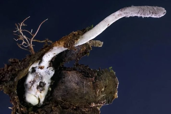 Nova espéicie de fungo zumbi é descoberto em Nova Friburgo, no Rio de Janeiro – Divulgação/João Araújo/Royal Botanic Gardens Kew