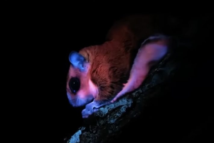 Animais brilham no escuro, luz UV, fotoluminescência – Reprodução/YouTube