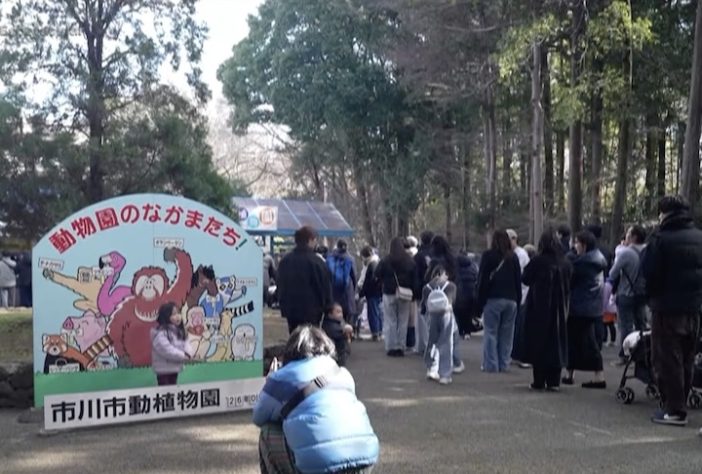 Filhote de macaco que comoveu a internet após adotar pelúcia é aceito por grupo em zoológico do Japão – Reprodução/TV Record