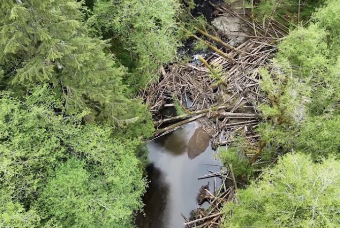 Helicópteros devolvem a vida a rios degradados em megaprojeto ambiental nos Estados Unidos