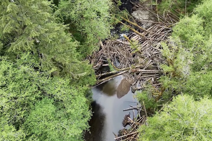 Helicópteros despejam milhares de troncos em rios isolados nos Estados Unidos para devolver habitats a salmões – Reprodução/YouTube