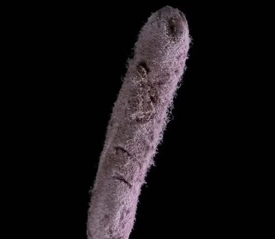 Nova espécie de fungo zumbi é descoberto em Nova Friburgo, no Rio de Janeiro – Divulgação/João Araújo