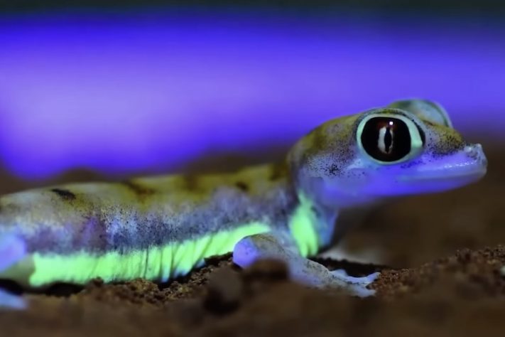 Animais brilham no escuro, luz UV, fotoluminescência – Reprodução/YouTube