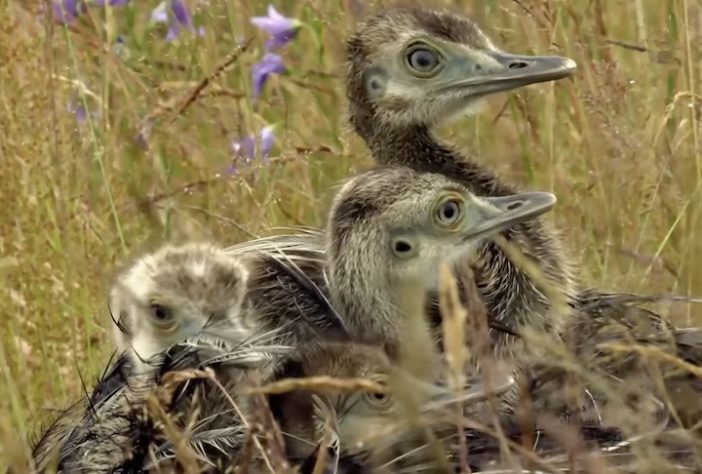 Ema (ave, animal) – Reprodução/wocomoWILDLIFE