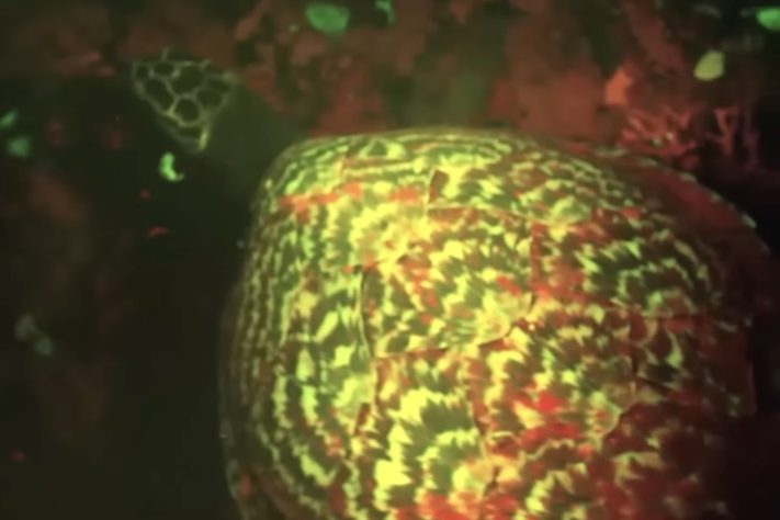 Animais brilham no escuro, luz UV, fotoluminescência – Reprodução/YouTube