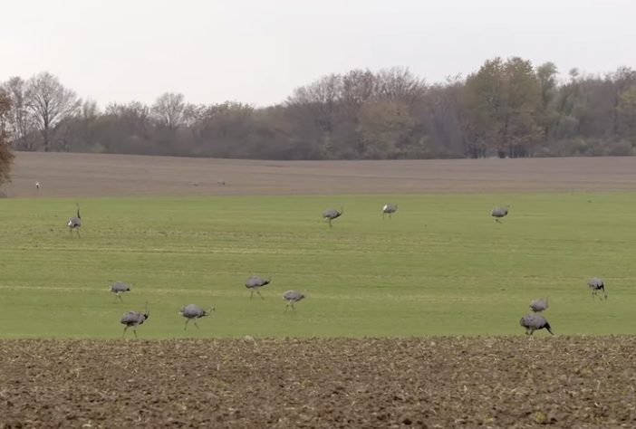 Ema (animal) – Reprodução/wocomoWILDLIFE