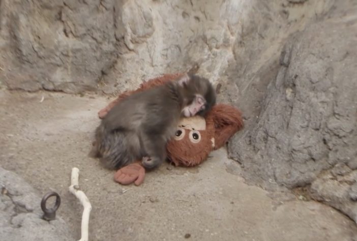 Filhote de macaco que comoveu a internet após adotar pelúcia é aceito por grupo em zoológico do Japão – Reprodução/X/@ichikawa_zoo