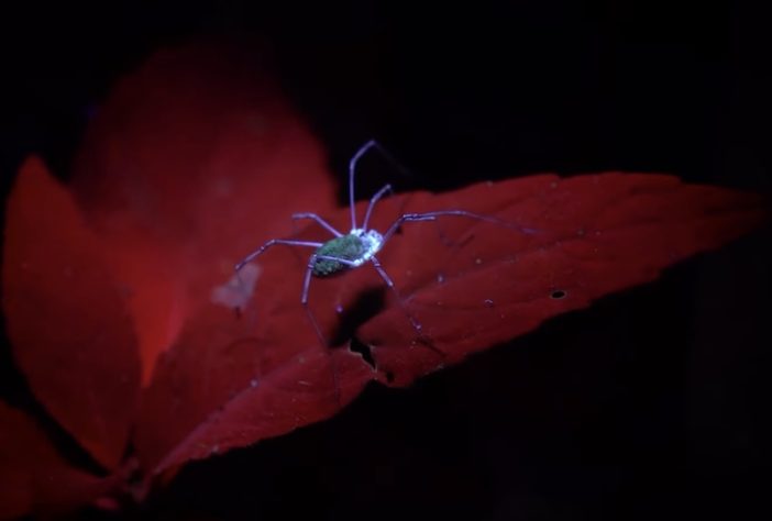 Animais brilham no escuro, luz UV, fotoluminescência – Reprodução/YouTube