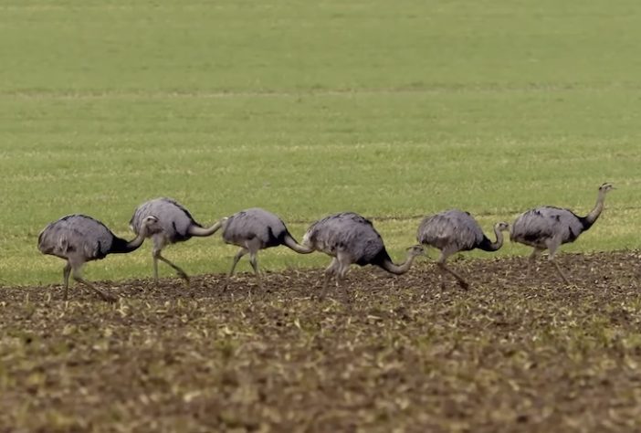 Ema (animal) – Reprodução/wocomoWILDLIFE