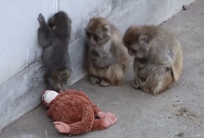 Filhote de macaco que comoveu a internet após adotar pelúcia é aceito por grupo em zoológico do Japão – Reprodução/X/@ichikawa_zoo