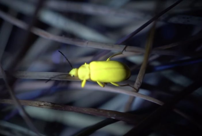 Animais brilham no escuro, luz UV, fotoluminescência – Reprodução/YouTube