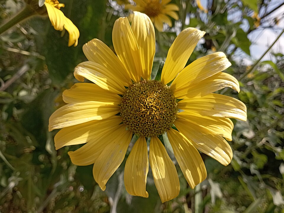 <p>O problema, como alertam especialistas, muitas vezes começa dentro dos próprios quintais. Entre os impactos mais graves estão o sufocamento da vegetação nativa, a redução da biodiversidade e o prejuízo à fauna que depende das espécies típicas do Cerrado para sobreviver.</p>
