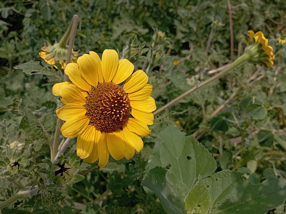 <p>A planta é resistente e difícil de erradicar. Desse modo, mesmo após cortes, ela rebrota a partir das raízes, exigindo manejo técnico especializado para conter sua expansão.</p>
