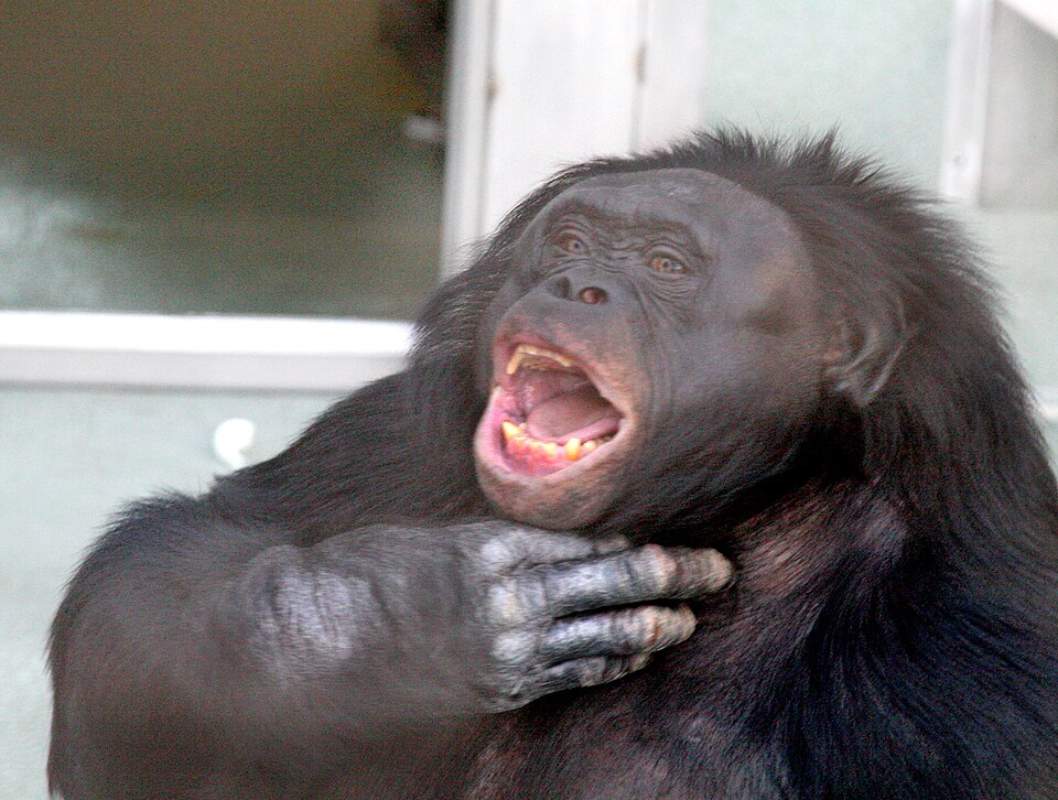 <p>Os resultados mostraram que Kanzi não apenas reconhecia objetos imaginários, mas também diferenciava-os dos reais. Isso sugere que a capacidade de representar mentalmente coisas inexistentes não é exclusiva dos humanos.</p>
