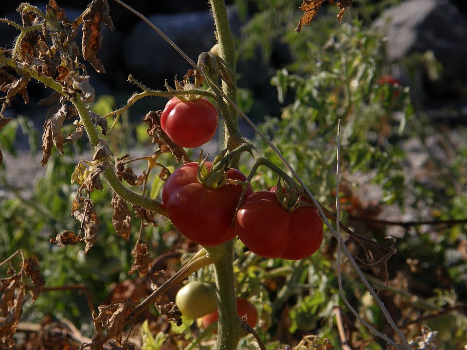 <p>Além dos vinhos, Santorini é famosa por seus tomates-cereja saborosos e pela fava, um legume típico da ilha. Esses produtos refletem a adaptação da agricultura ao solo vulcânico e ao clima seco.</p>
