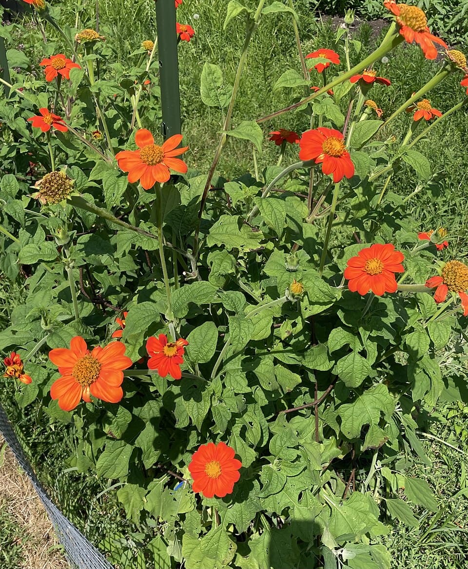 <p>A presença da Titônia em áreas urbanas mostra como espécies exóticas podem escapar de forma descomedida do controle humano e, assim, se tornarem problemas ambientais de grande escala, atingindo, ainda, a sociedade.</p>
