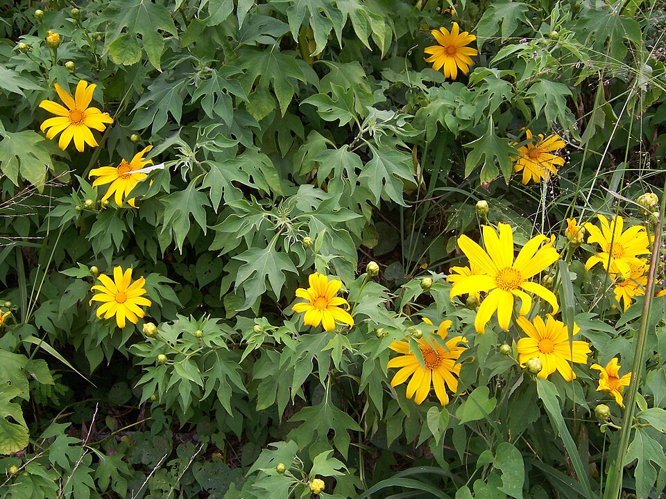 A Titônia, com suas flores grandes e vistosas, pode parecer apenas ornamental, mas esconde uma ameaça silenciosa. Originária do México, essa planta exótica invasora está se espalhando pelo Cerrado e já preocupa moradores de condomínios e especialistas. Seu avanço compromete a vegetação nativa e coloca em risco o equilíbrio ecológico. -  (crédito: B.Navez - wikimedia commons)