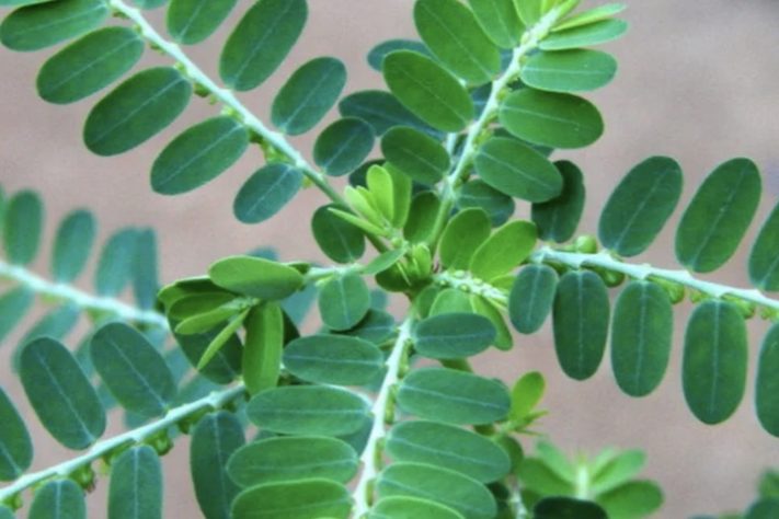 SUS vai lançar fitoterápico inovador feito com planta Quebra-pedra – Ervanaria Marcos Guião/PNUD