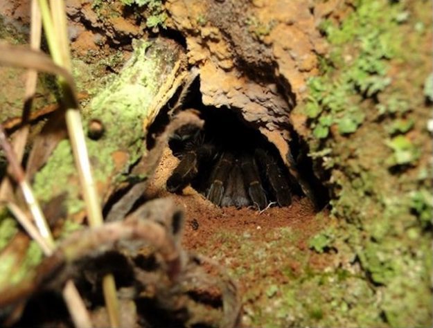 Aranha de alçapão – Hector M. O. Gonzalez-Filho, Sylvia M. Lucas, Felipe dos S. Paula, Rafael P. Indicatti, and Antonio D. Brescovit