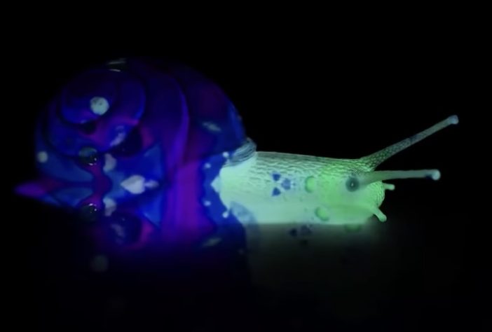 Animais brilham no escuro, luz UV, fotoluminescência – Reprodução/YouTube