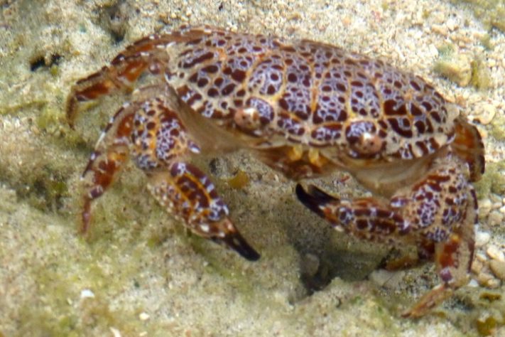 Caranguejo-do-diabo | Flickr – Kate Dixon 