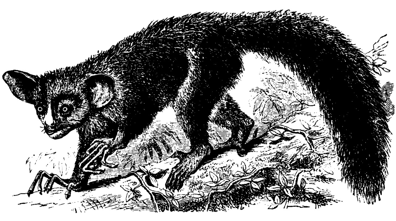<p>O nome “Aye-Aye” teria surgido de expressões locais de espanto. Dessa forma, até sua denominação reflete o impacto que causa em quem o encontra.</p>
