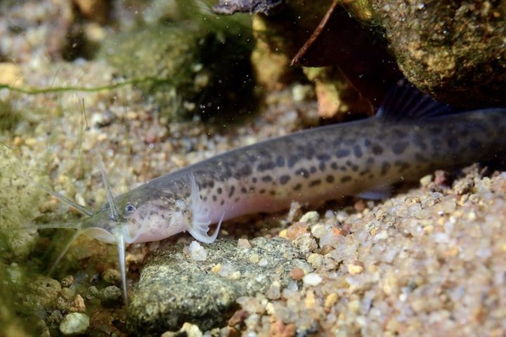 <p>A presença do animal levanta a hipótese de que a espécie tenha evoluído ali ao longo do tempo.</p>
