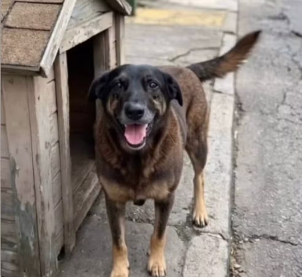 A Polícia Civil de Santa Catarina concluiu o inquérito sobre a morte do cão comunitário Orelha e a tentativa de afogamento do cachorro Caramelo, ocorridas na Praia Brava, em Florianópolis.
-Reprodução/Redes sociais