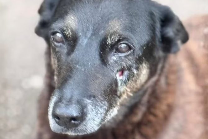 Polícia conclui investigação sobre morte de Orelha em Florianópolis