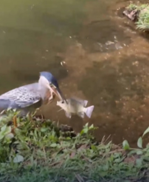 <p>O registro foi feito por um estudante de 20 anos, que estava no parque com um amigo quando viu a ave jogando o pão na água e o recolhendo. Após várias tentativas, o pássaro capturou um peixe usando o pão como isca. </p>
