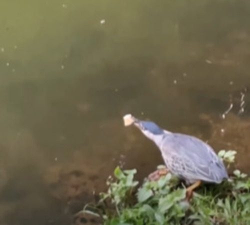 Pássaro esperto usa pão como isca, captura o peixe e surpreende a web