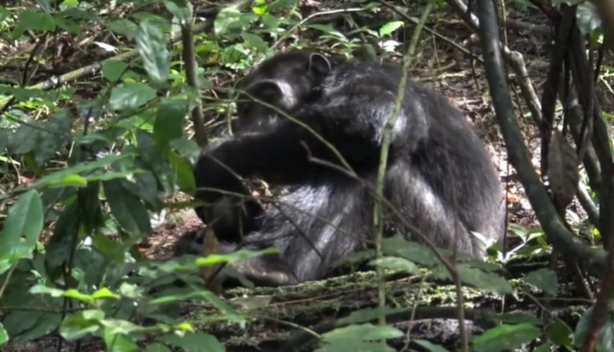 <p>Chimpanzés já foram filmados utilizando plantas como se fossem medicinais, para cuidar de problemas de saúde. </p>
