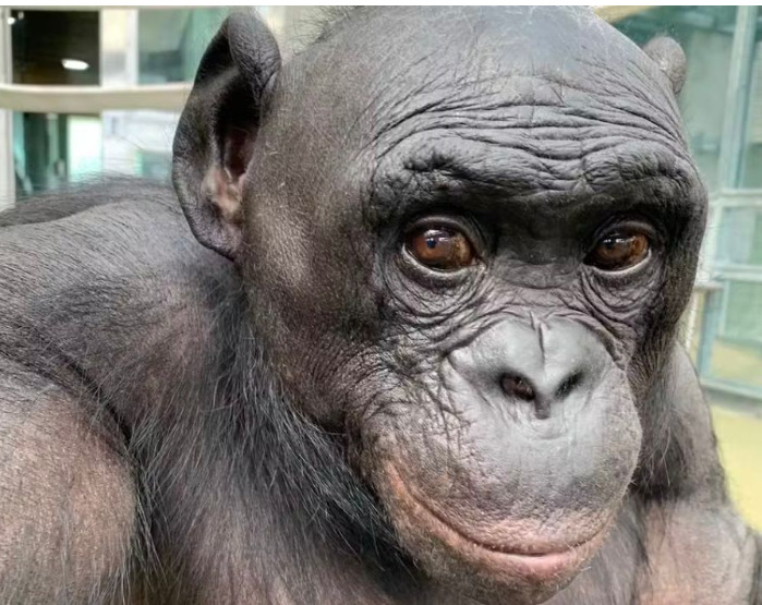 <p>Para resolver essas questões, Amália realizou, ao lado de Christopher Krupenye, experimentos com Kanzi, um bonobo de 44 anos. Eles criaram situações de faz de conta para testar se ele conseguia distinguir entre o real e o imaginário.</p>
