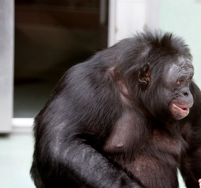 <p>Nicholas Newton-Fisher, especialista em antropologia evolutiva, destacou que Kanzi obrigou cientistas a reavaliar a cognição dos macacos. Sua participação forneceu evidências experimentais que sustentam relatos anedóticos anteriores.</p>
