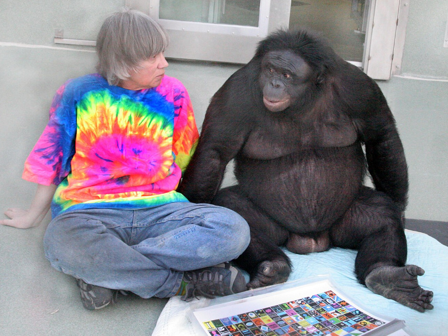 <p>No centro de pesquisa Ape Initiative, Kanzi participou de diversos projetos cognitivos. Em 2025, mostrou que bonobos conseguem indicar objetos escondidos quando percebem que o parceiro humano não sabe onde estão.</p>
