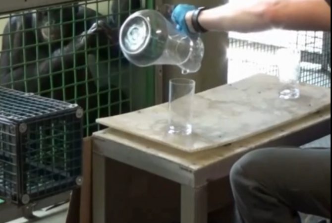 Os limites da cognição animal: pesquisa aponta que primatas podem ter imaginação