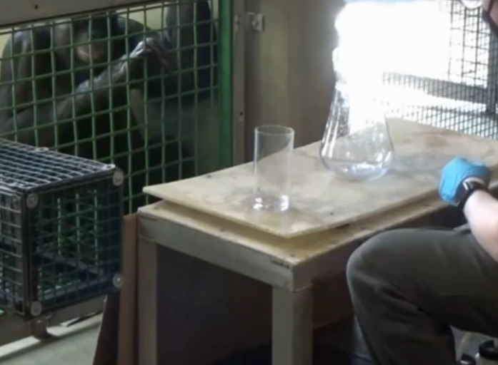 <p>Para confirmar que Kanzi não confundia suco imaginário com real, foi oferecido um copo com suco verdadeiro e outro vazio. Ele escolheu o copo real em 14 de 18 tentativas.No teste final, a fruta substituiu o suco. Kanzi identificou corretamente o frasco com a uva fictícia em 68,9% das vezes.</p>
