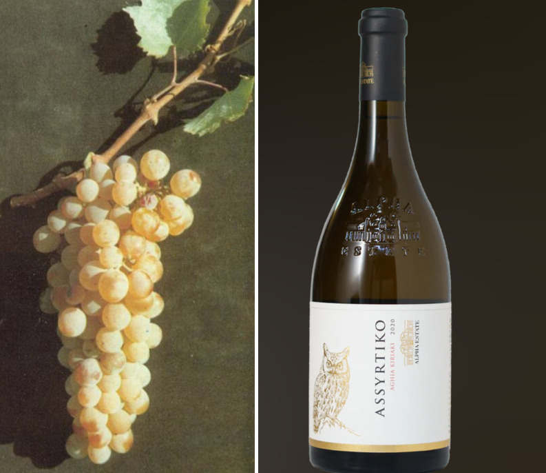 <p>A terra vulcânica fértil favorece a produção de vinhos renomados. As vinícolas de Santorini oferecem degustações inesquecíveis, destacando variedades locais como o vinho branco Assyrtiko e os doces vinhos Vinsanto.</p>
