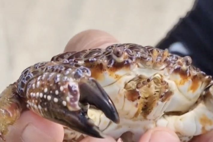 Caranguejo-do-diabo | Reprodução