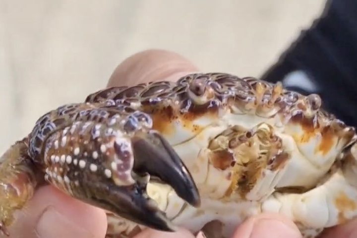 <p>Diferente de animais peçonhentos que injetam veneno por meio de picadas ou ferroadas, o caranguejo-do-diabo é um animal venenoso por ingestão.</p>
