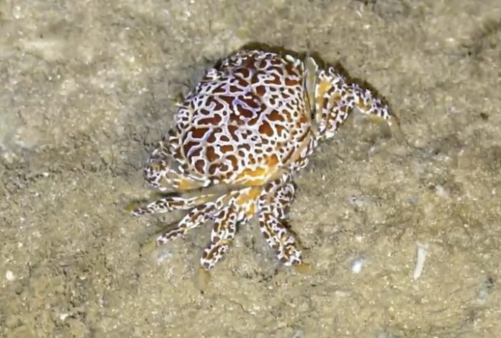 Caranguejo-do-diabo – Reprodução