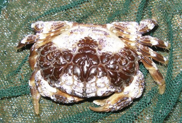 Caranguejo-do-diabo – Wikimedia Commons/Anna Mitrošenkova 