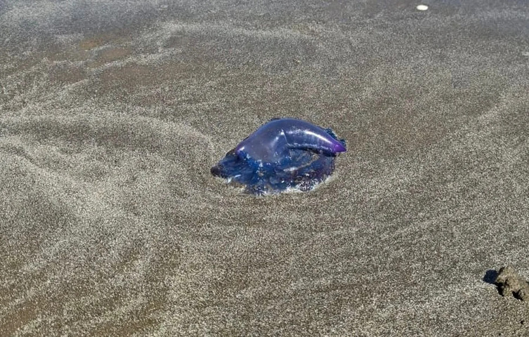 <p>Segundo especialistas, a chegada desses animais está ligada à atuação de correntes marítimas e ventos que empurraram as caravelas do oceano para a costa, apesar de não tratar-se de um ano recorde.</p>
