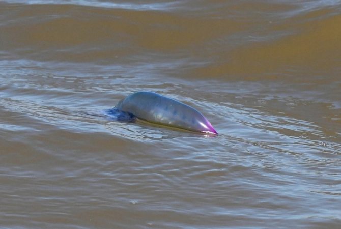 Caravelas-portuguesas e águas-vivas provocam centenas de queimaduras em praia do RS