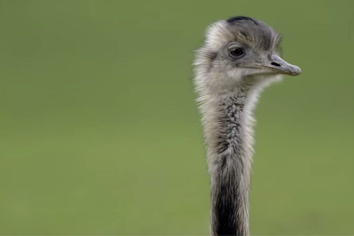 Ema (animal) – Reprodução/wocomoWILDLIFE