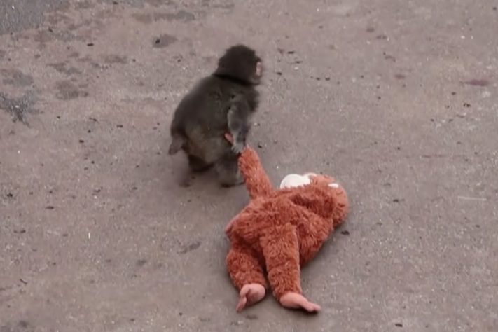 Filhote de macaco que comoveu a internet após adotar pelúcia é aceito por grupo em zoológico do Japão – Reprodução/TV Record