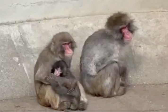 Filhote de macaco que comoveu a internet após adotar pelúcia é aceito por grupo em zoológico do Japão – Reprodução/X